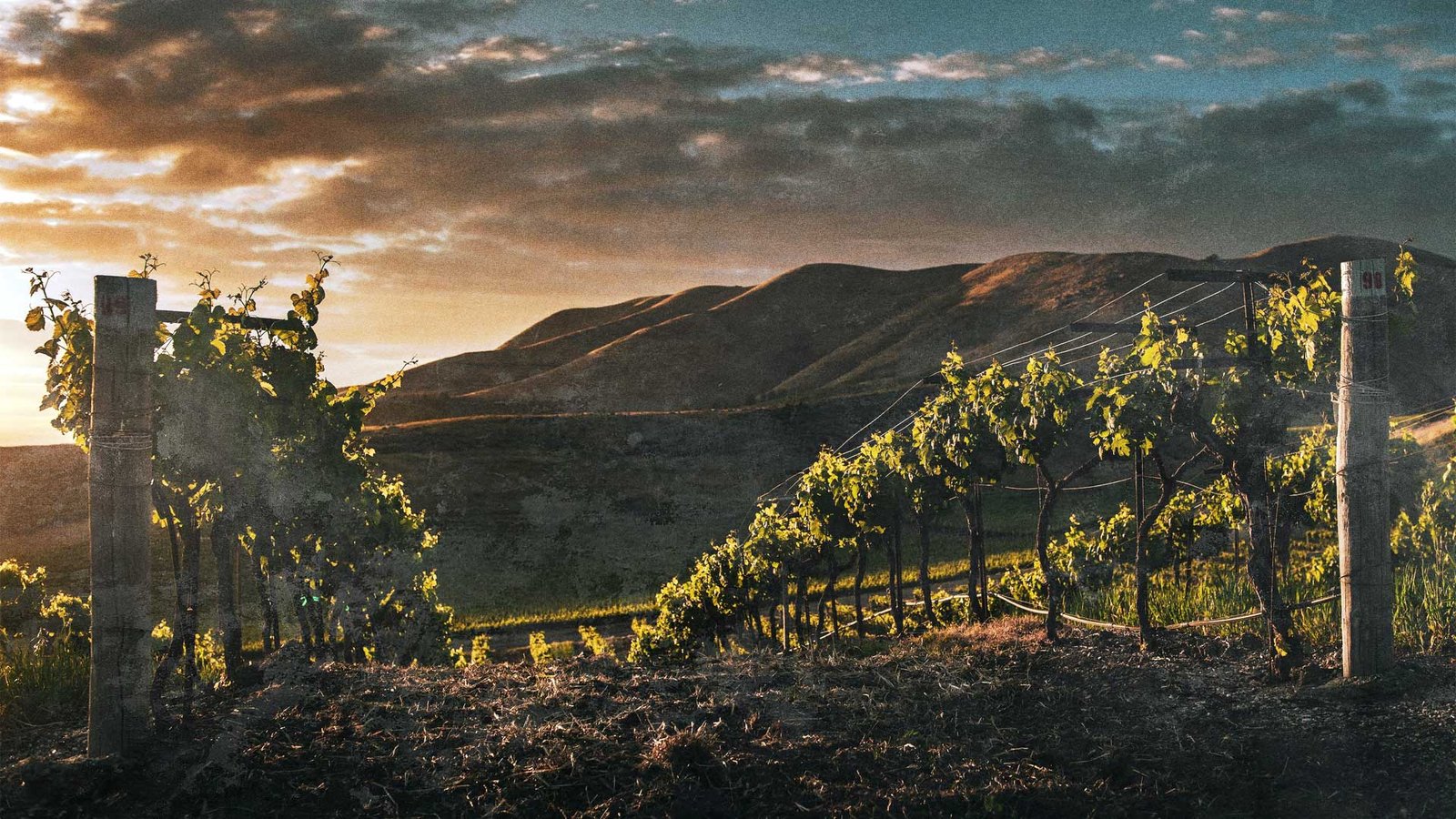 winebg1
